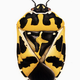 Illustration for article titled The Mutant Art of Radioactive Insects